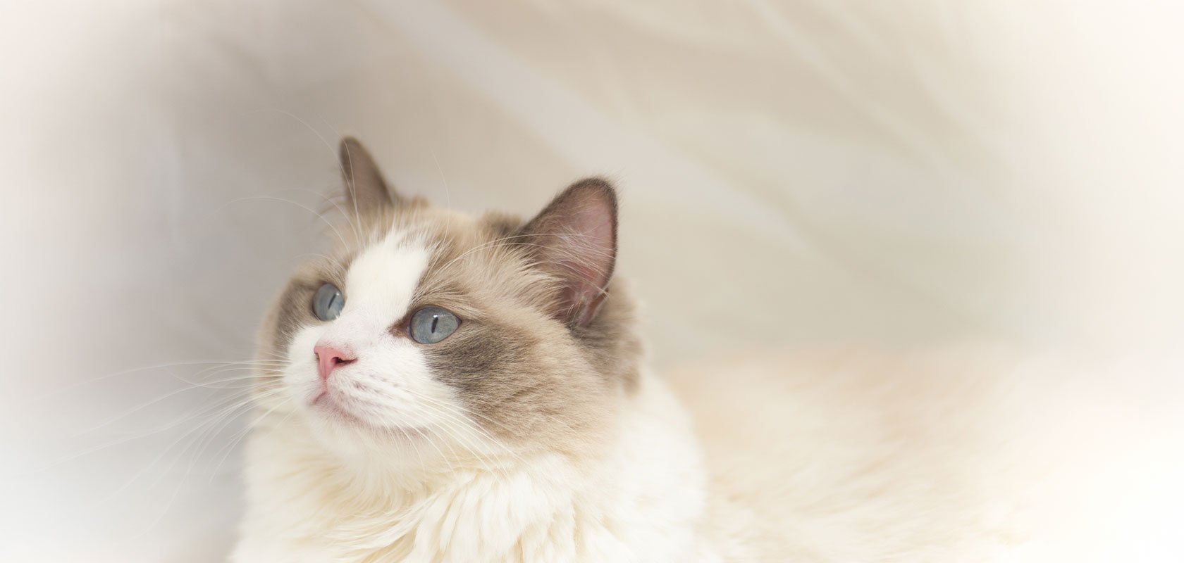 おとなしいネコちゃんの種類