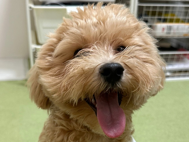 マルプーの成犬