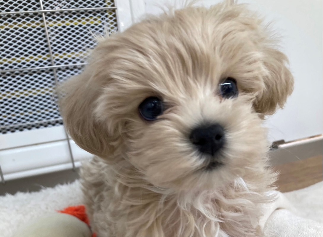 マルプーの成犬