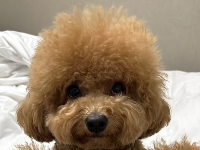 AFTER(1歳)