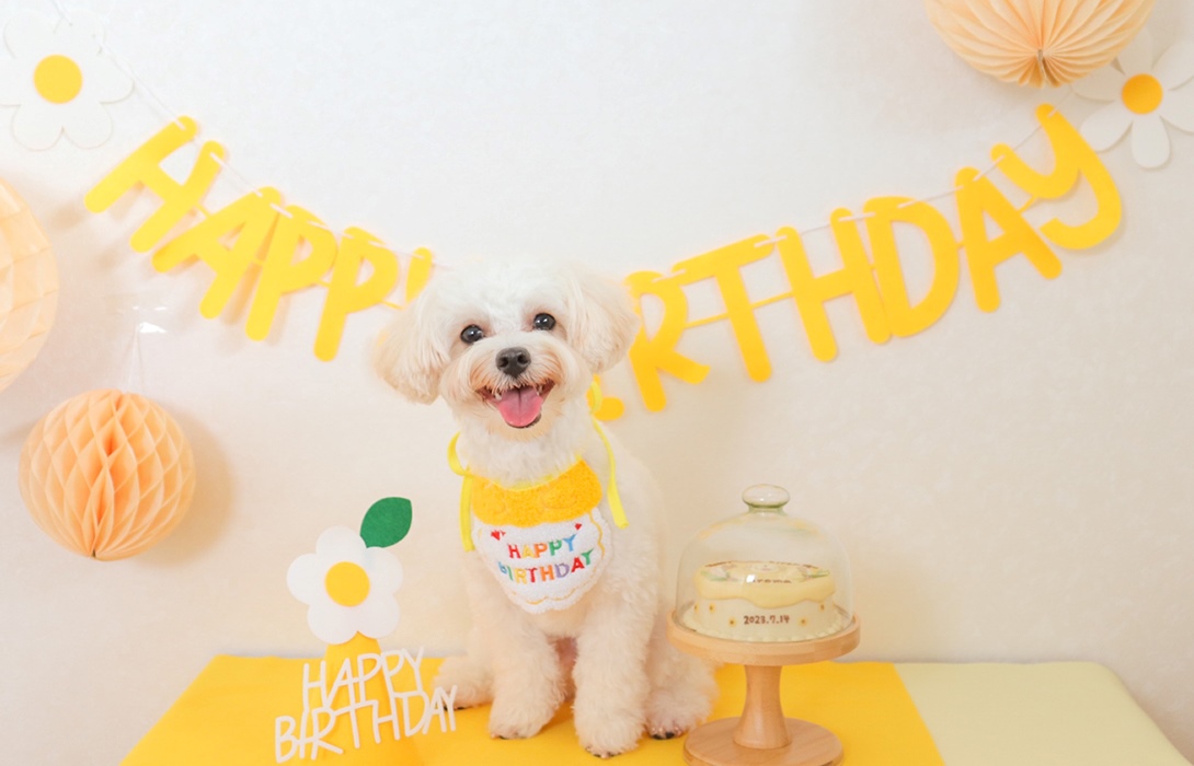 マルプーの成犬