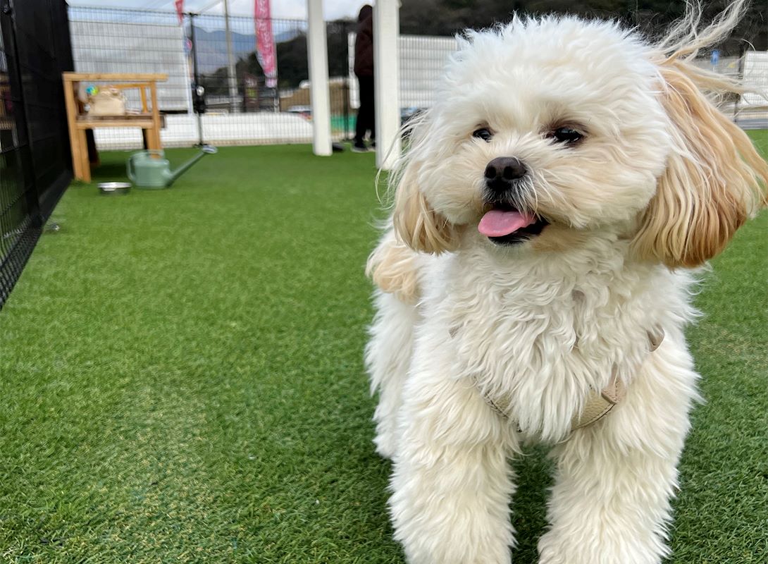 ペキプーの成犬