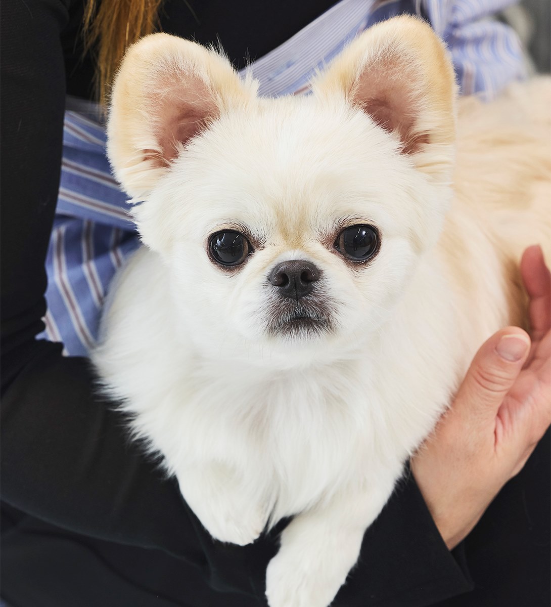 チワペキの成犬