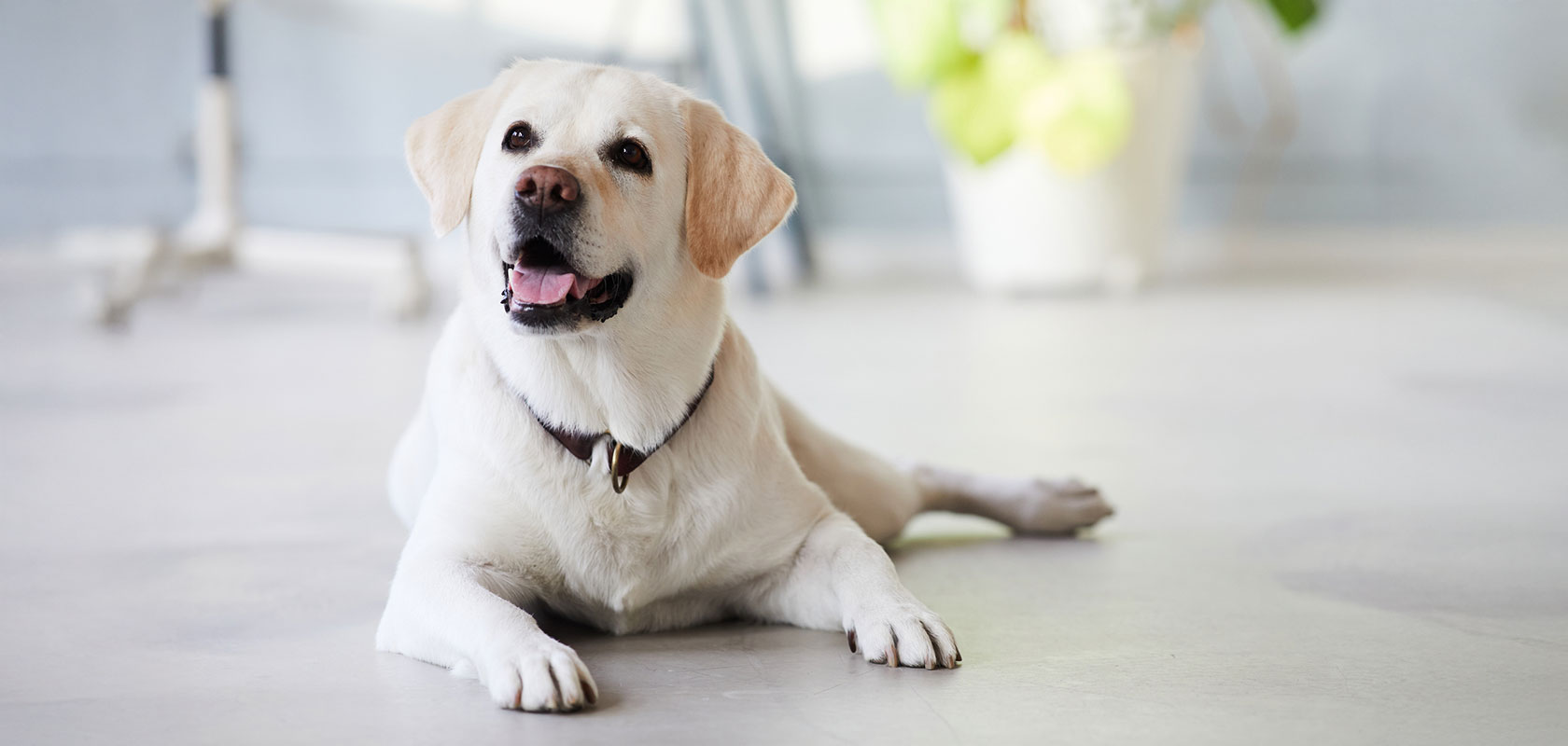 【大型犬】吠えない・吠えにくい犬種3選