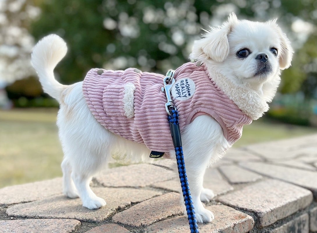 ペキニーズの成犬
