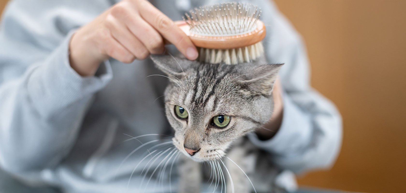 猫アレルギーの症状を軽減するための対策