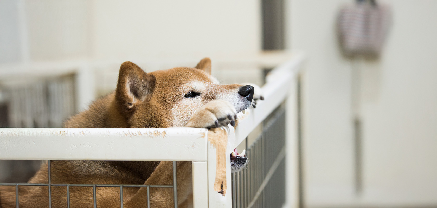 噛み癖のある子犬のしつけ方