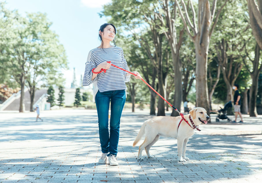 聴導犬とは