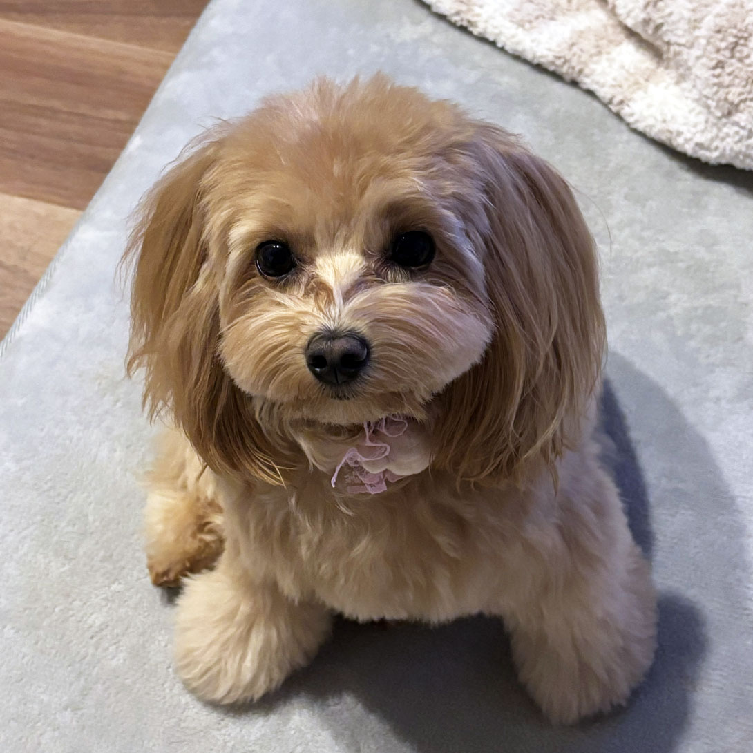 マルプーの成犬