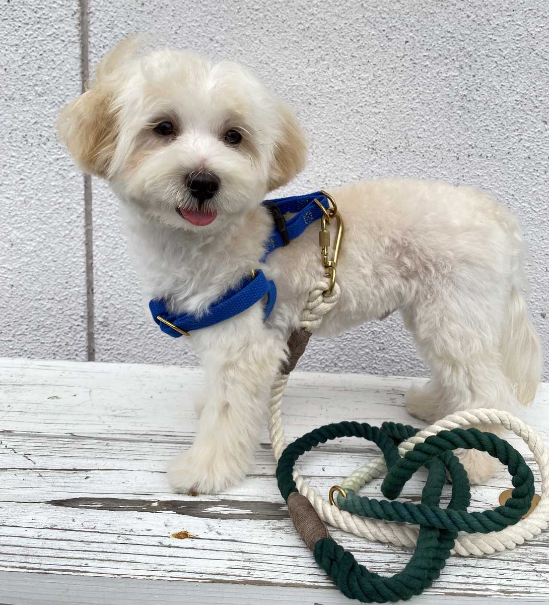 マルプーの成犬