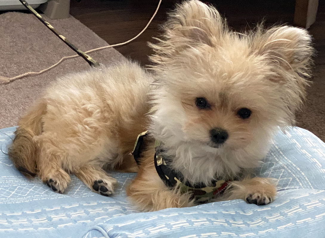 チワヨーキーの成犬