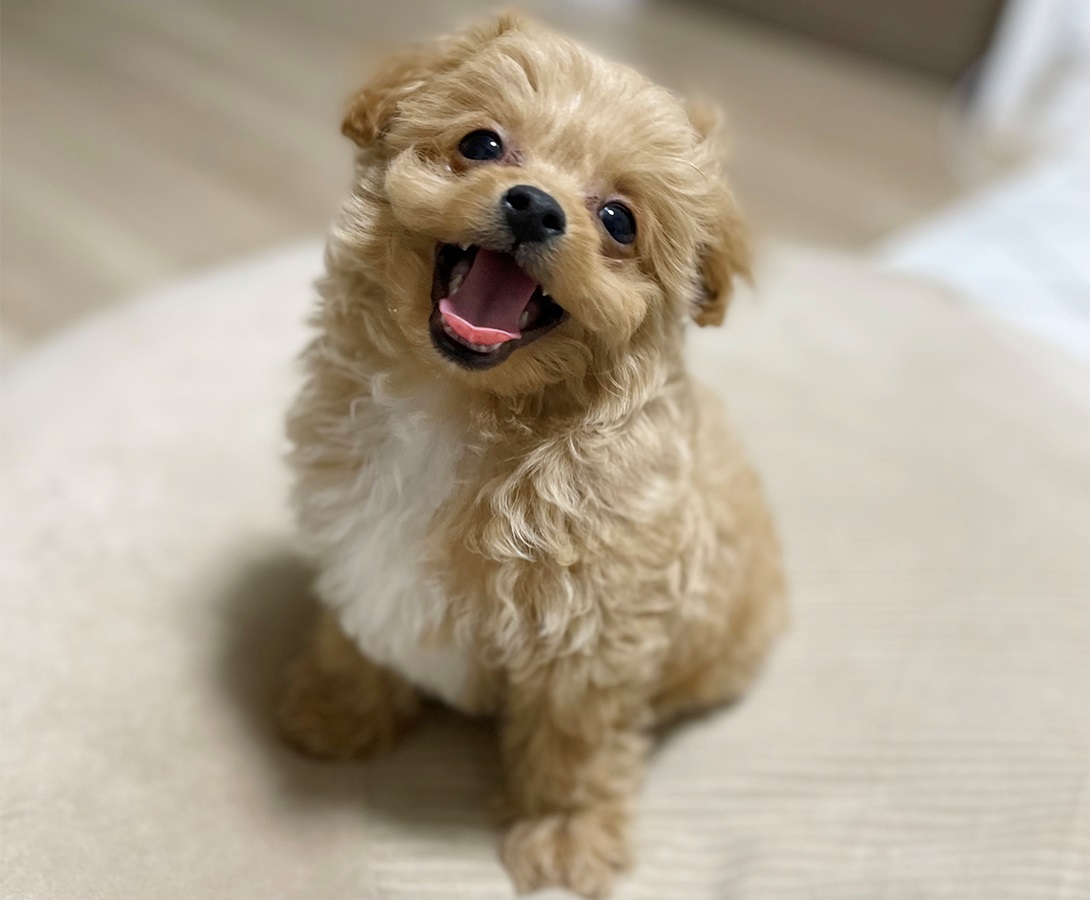 チワプーの成犬