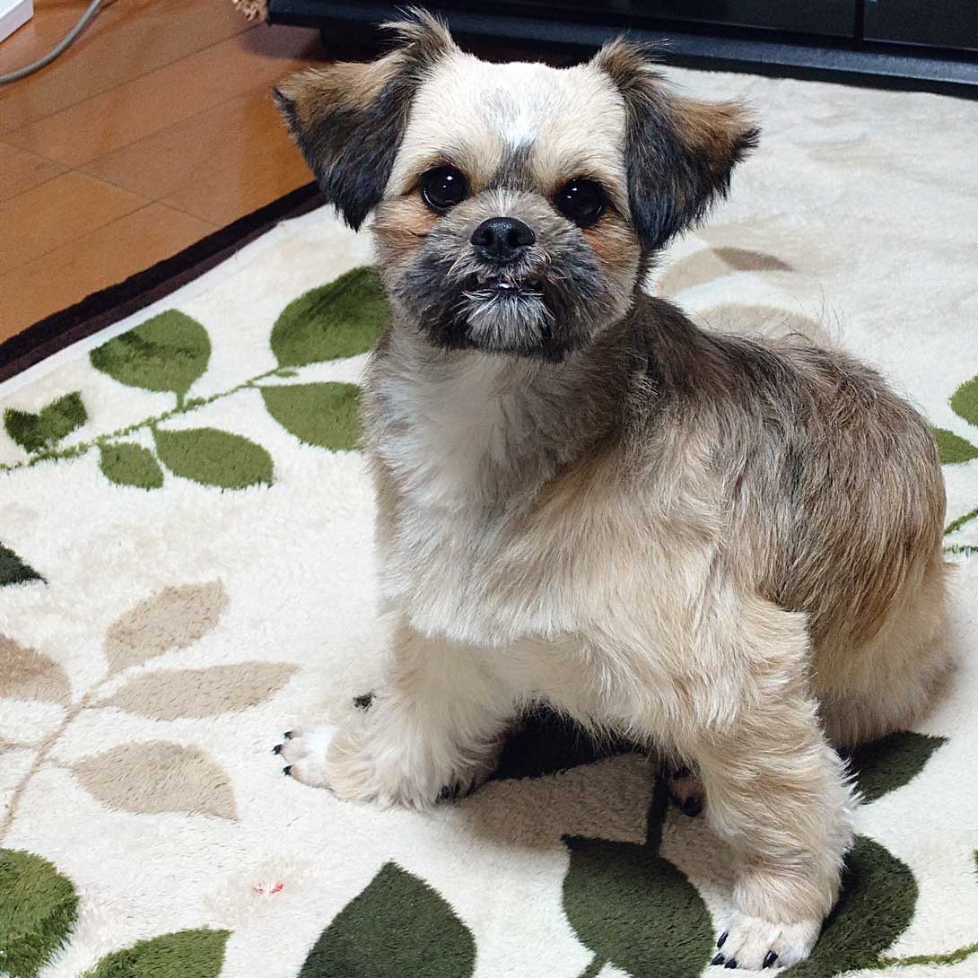 チワシーズーの成犬