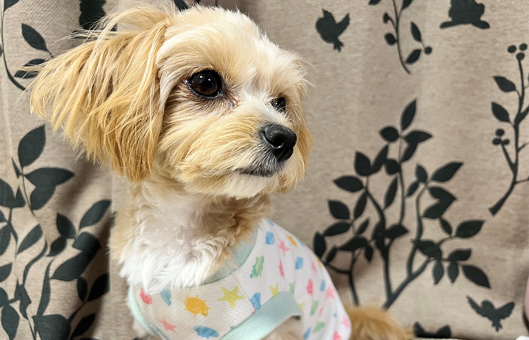チワプーの成犬