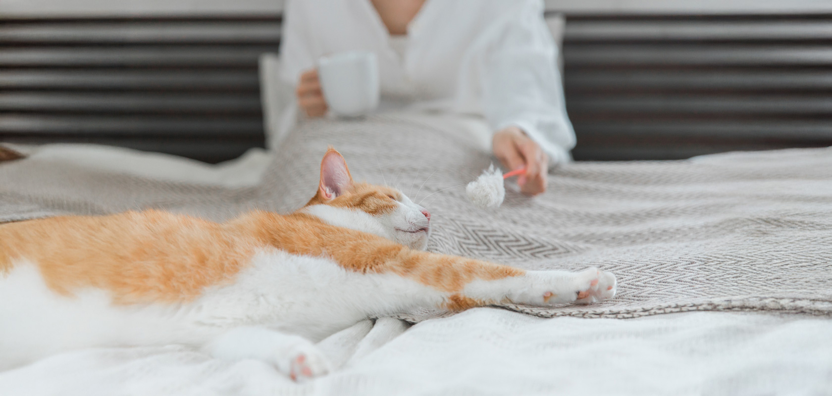 ネコちゃんとの暮らしが豊かになるグッズ