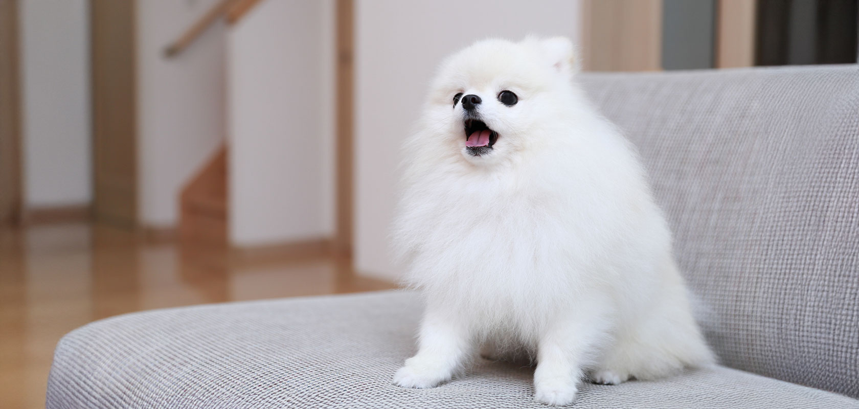 愛犬が吠える理由と対策