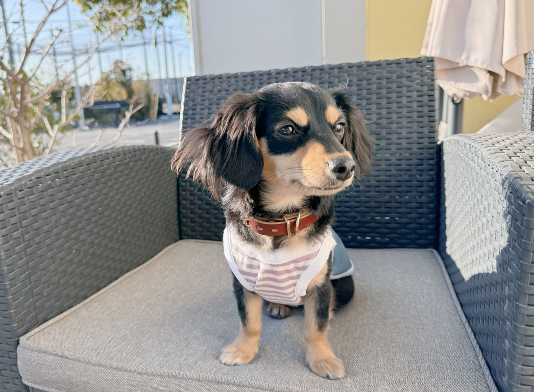 チワックスの成犬