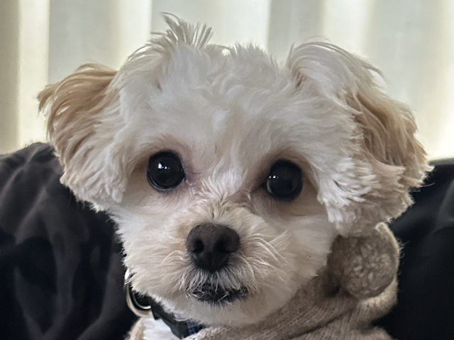 マルプーの成犬