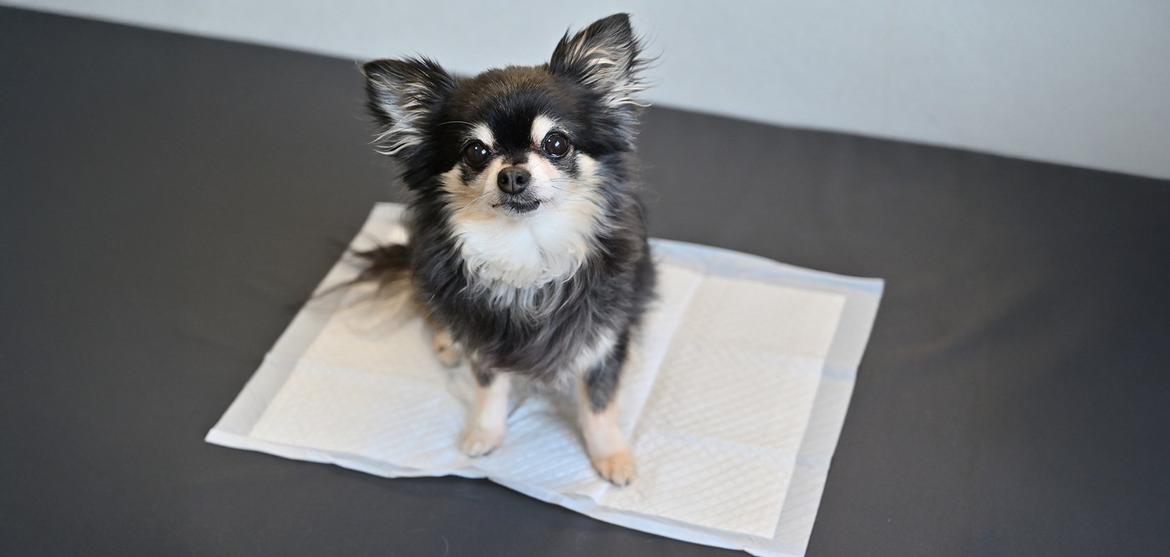子犬がトイレを失敗する原因は？しつけ方法や成功までの導き方を解説