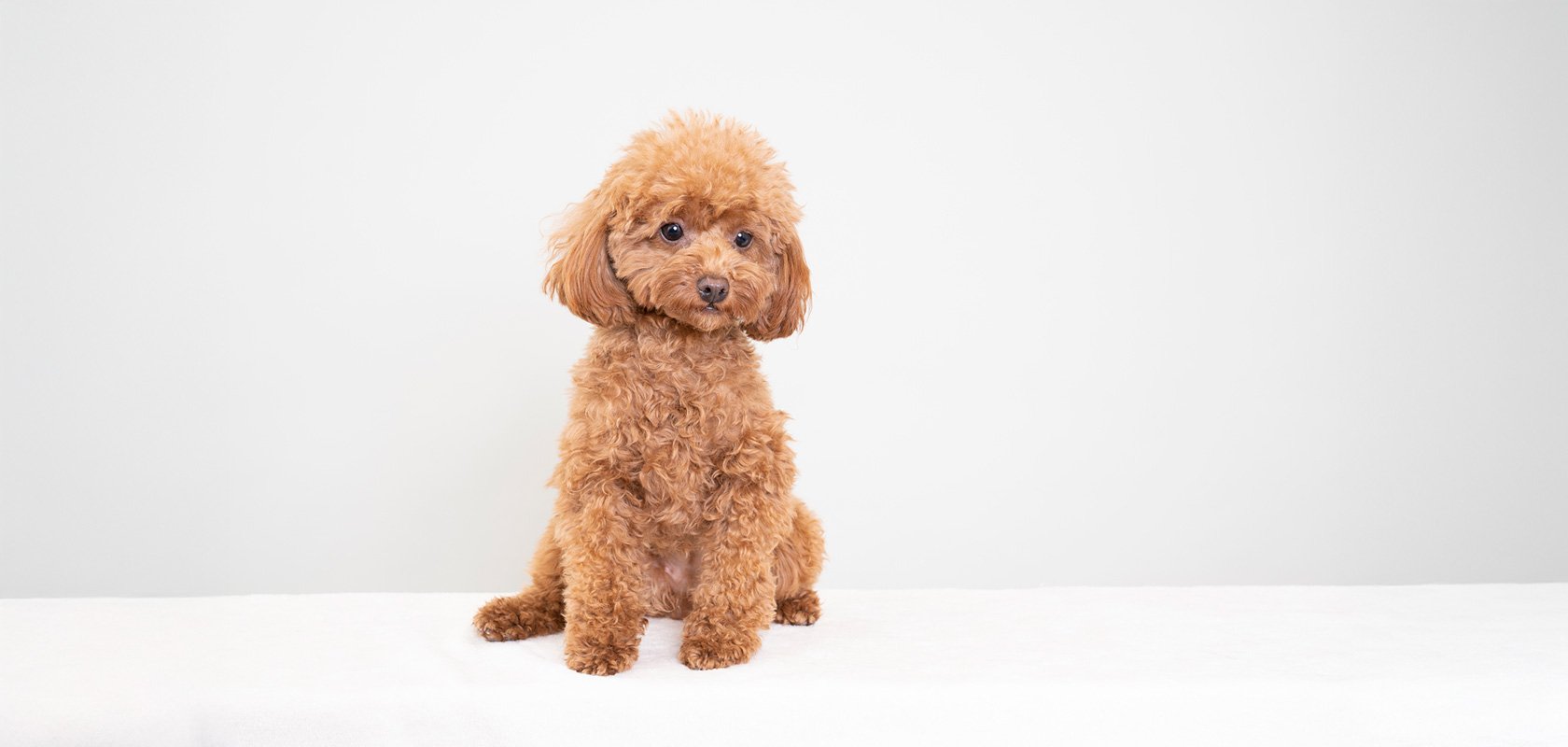 【生後3カ月以降】子犬の基本的なしつけ4つ