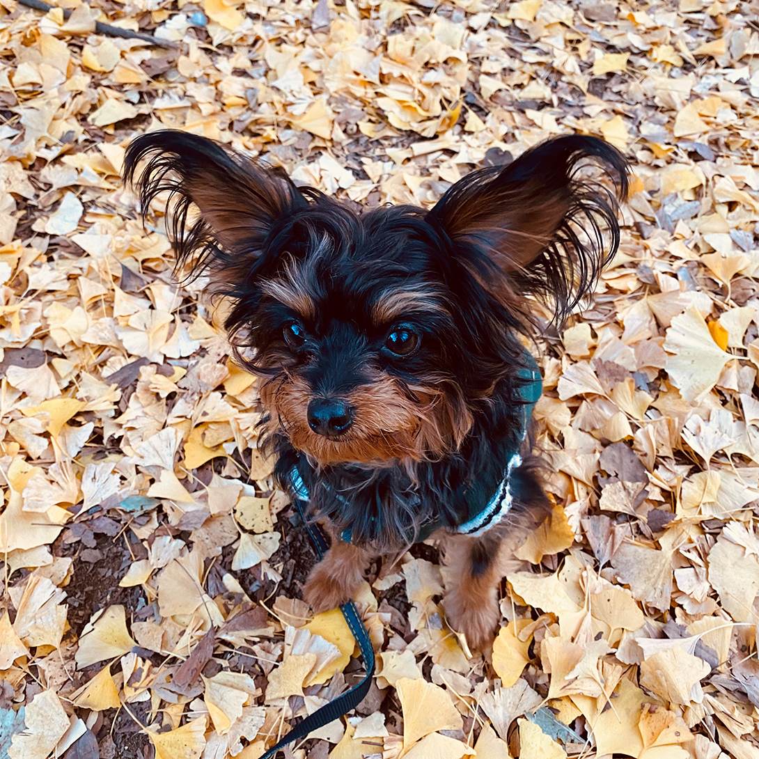 チワプーの成犬