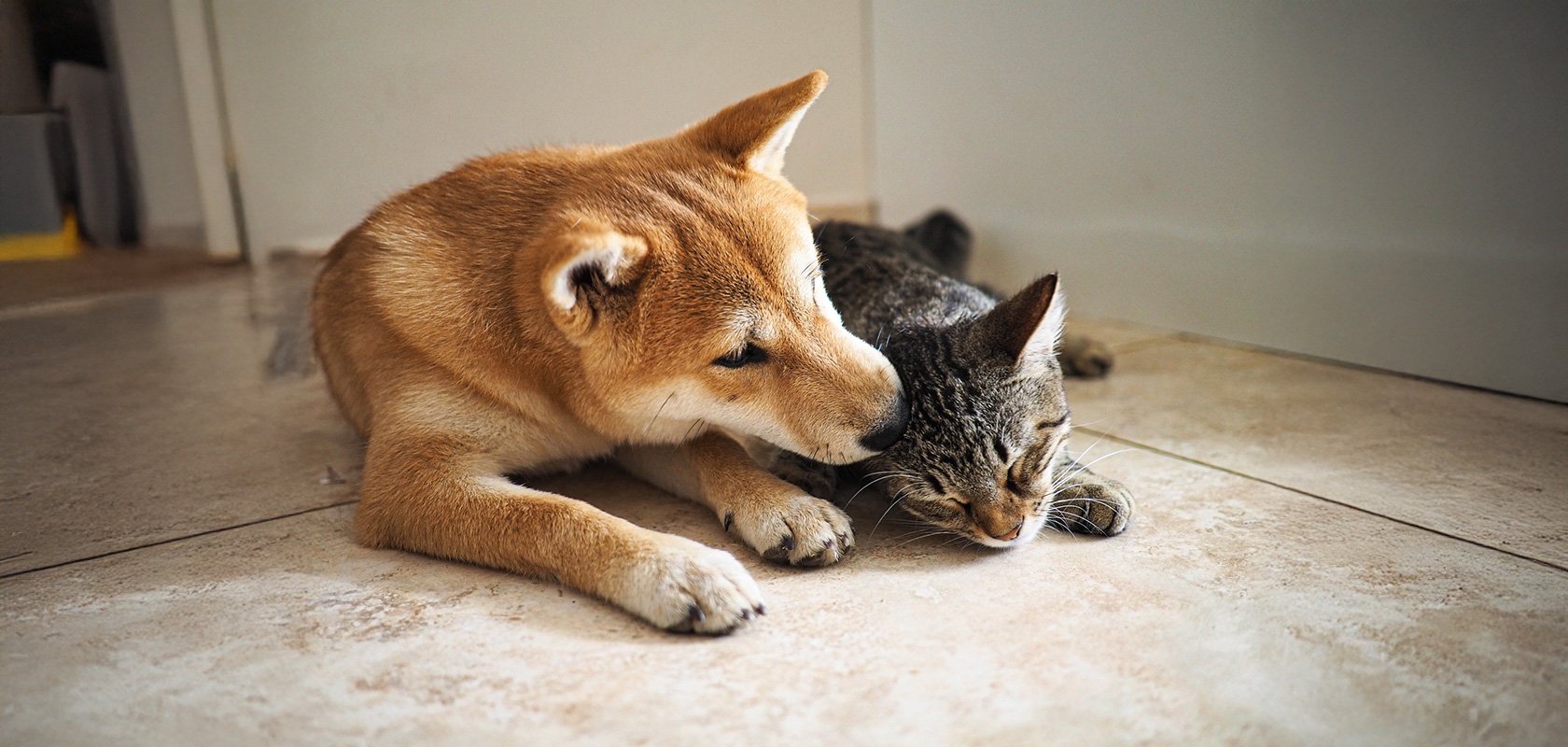 ネコちゃんとワンちゃんの違いは？比較一覧