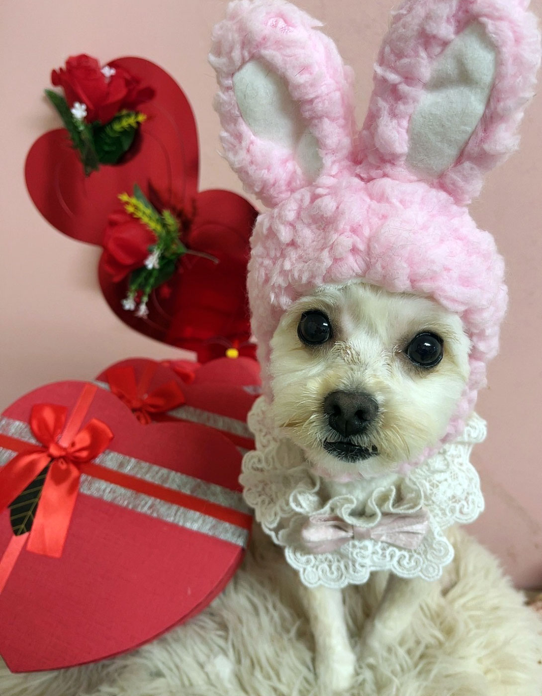 マルプーの成犬