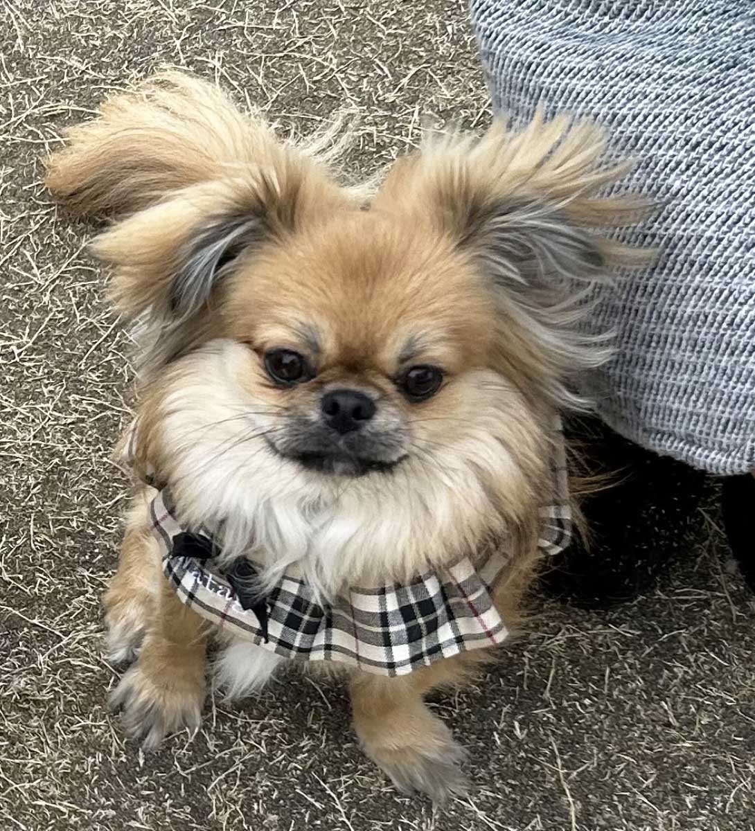 チワペキの成犬