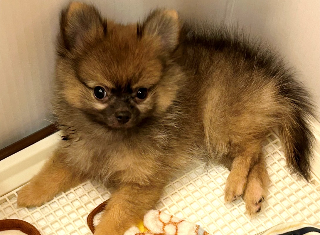 ポメチワの成犬