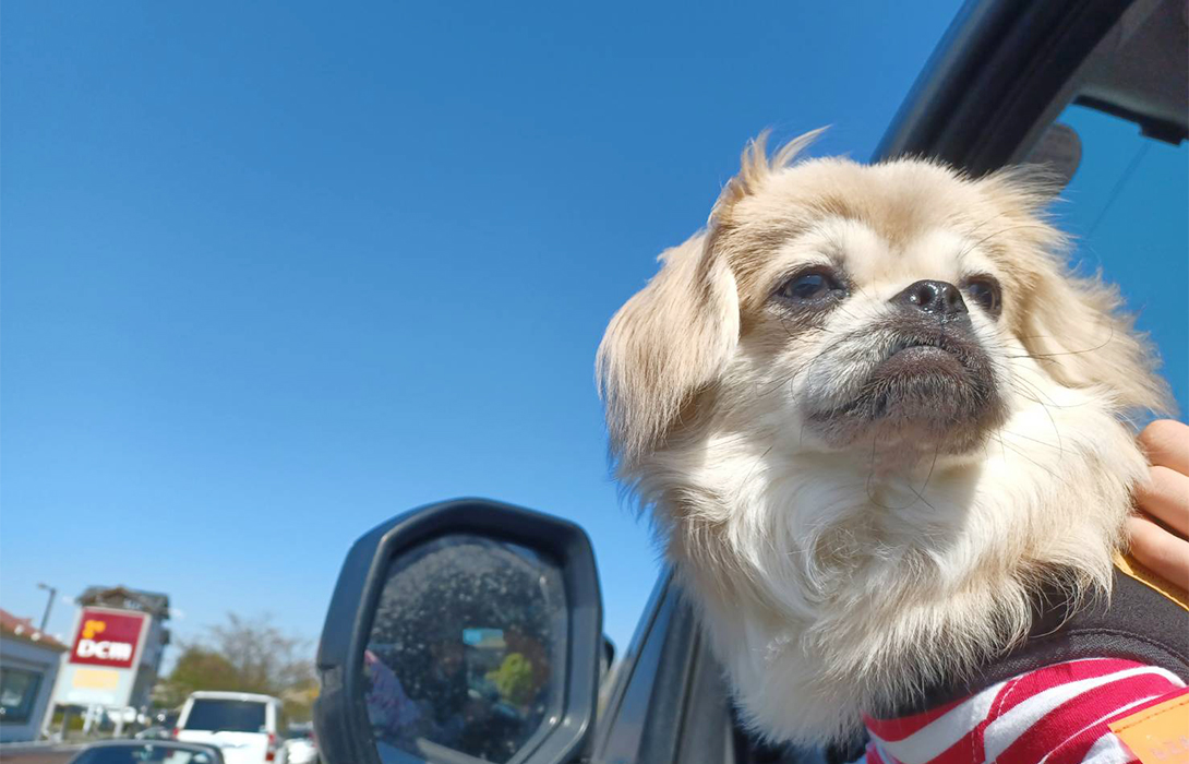ペキニーズの成犬