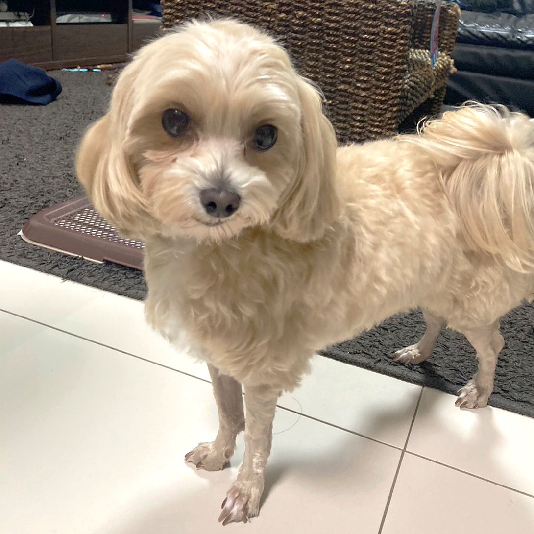 マルプーの成犬