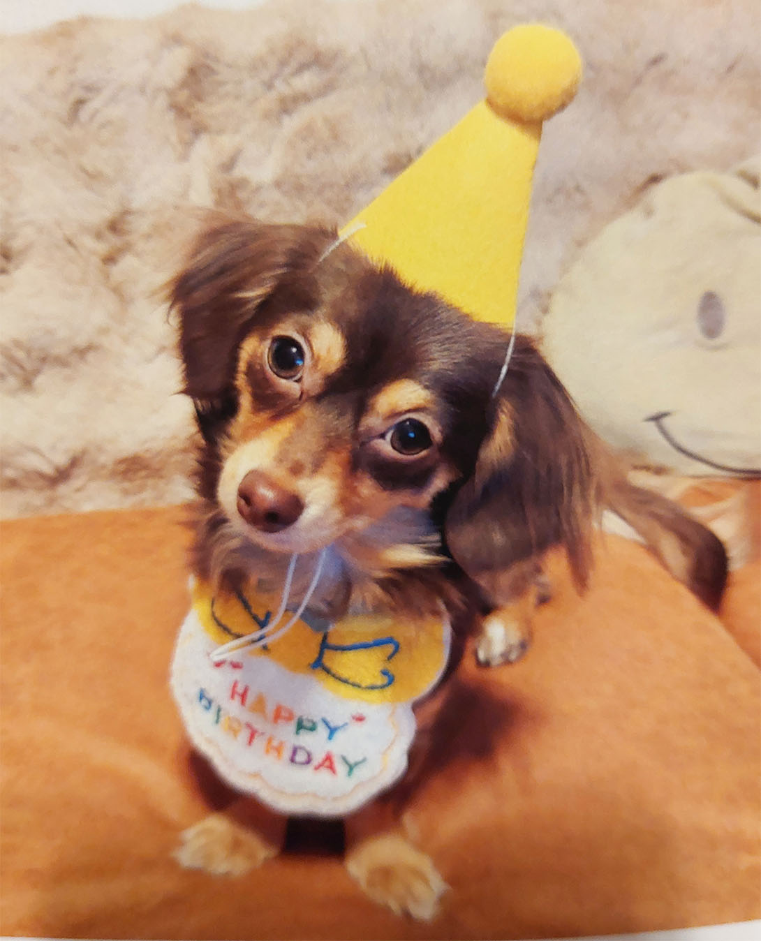 チワックスの成犬