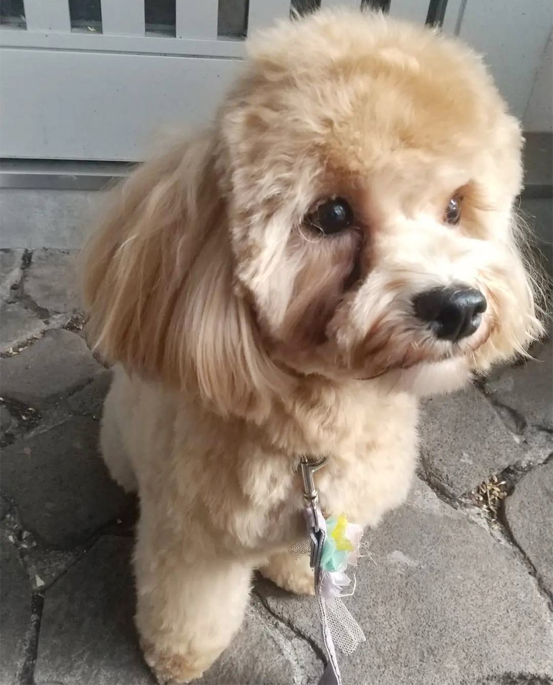 マルプーの成犬