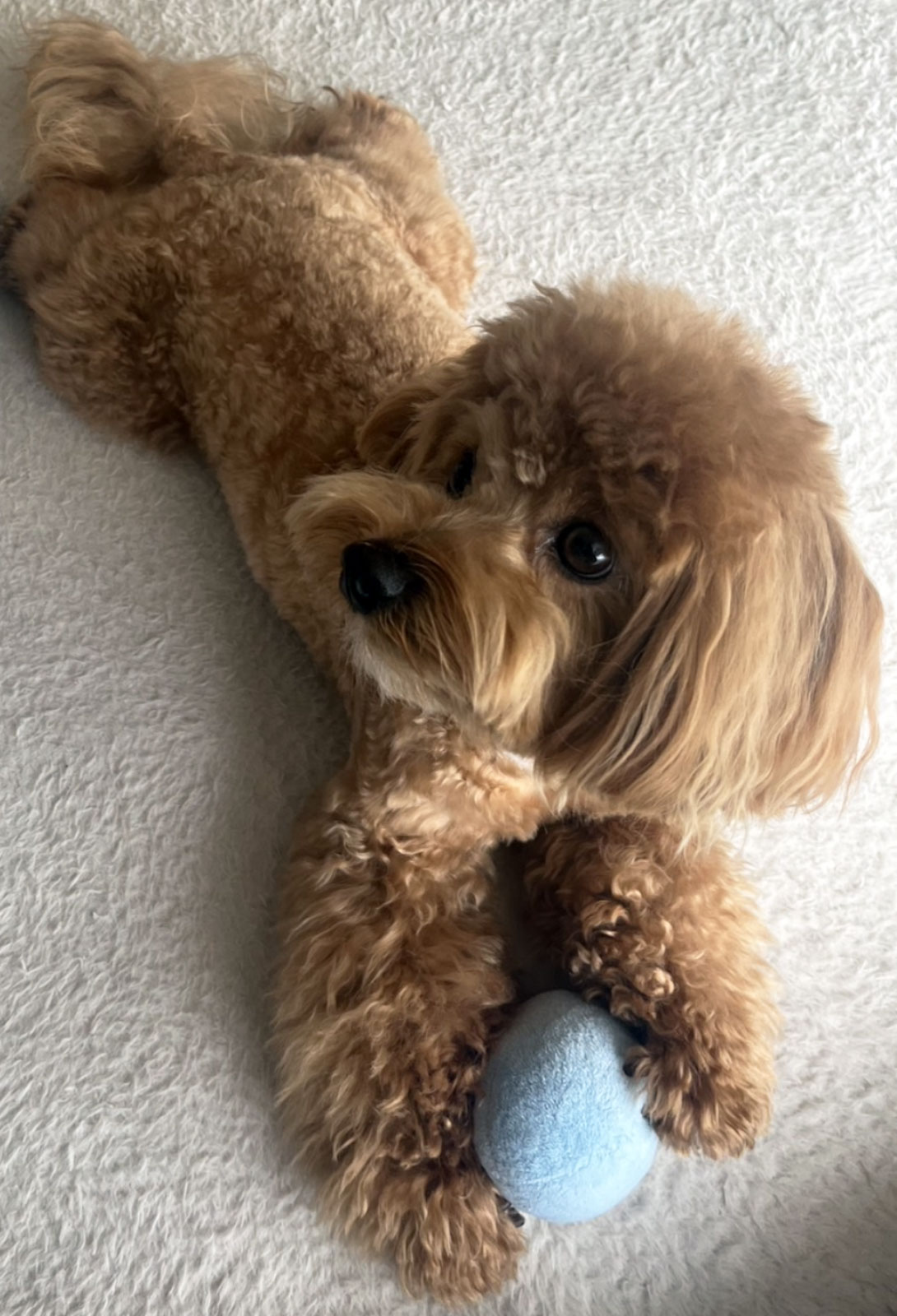 マルプーの成犬