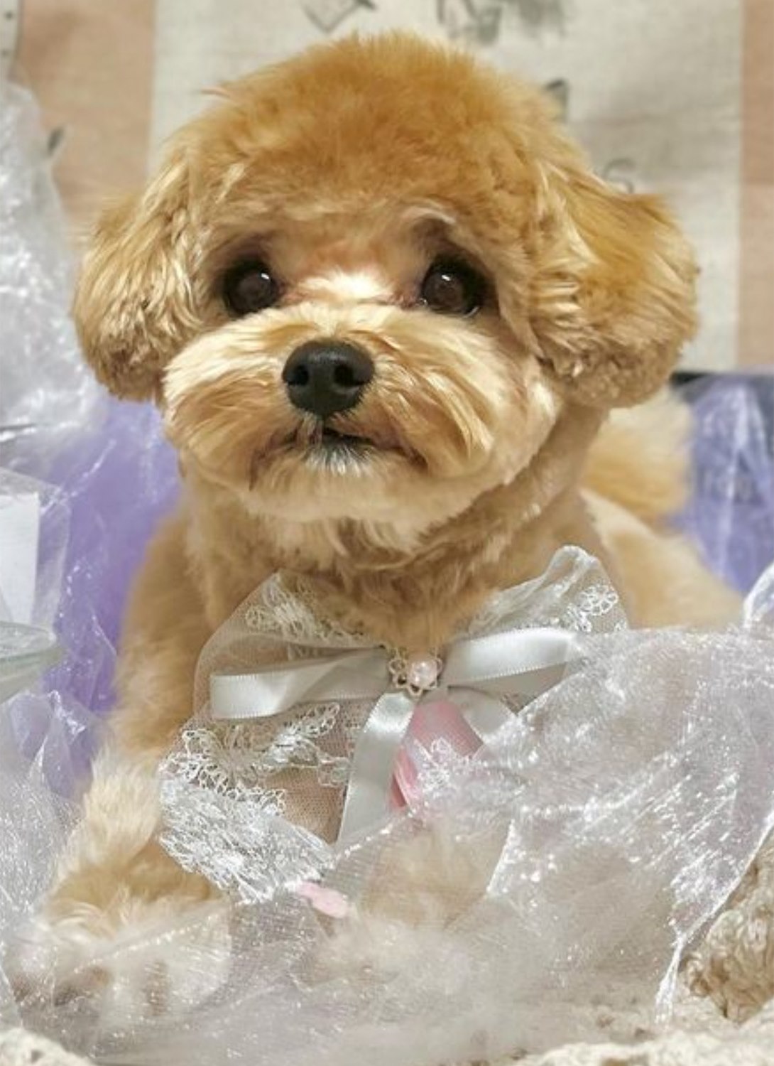 マルプーの成犬