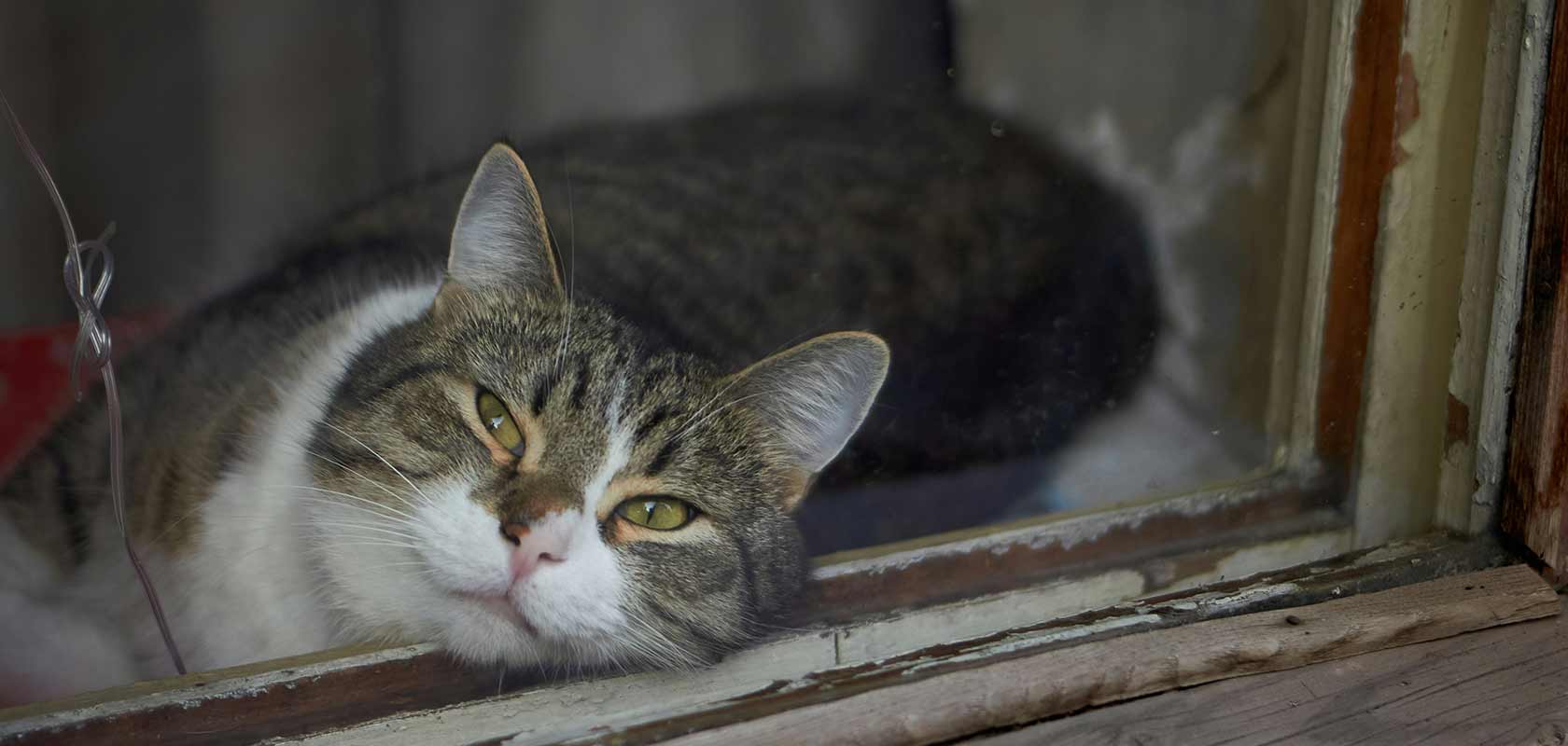 ネコちゃんの水分不足