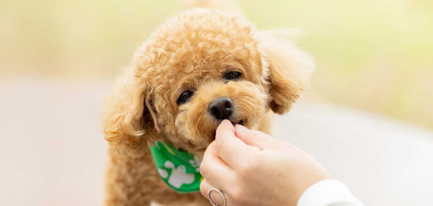 愛犬の性格を知って理想の関係を築こう!