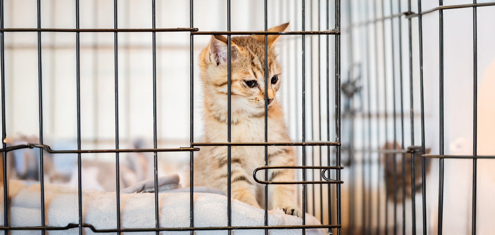 子猫のお迎えにケージは必要？選び方・設置場所やケージで飼う際のポイントも解説