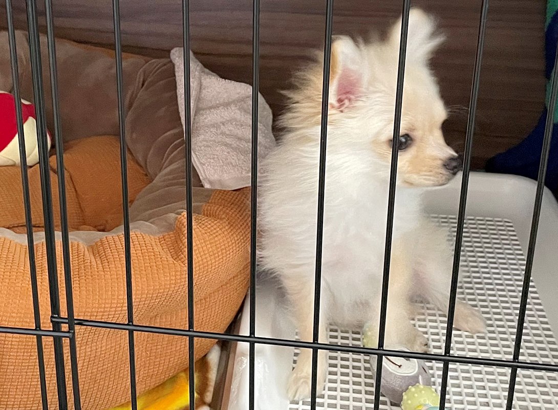 ポメチワの成犬