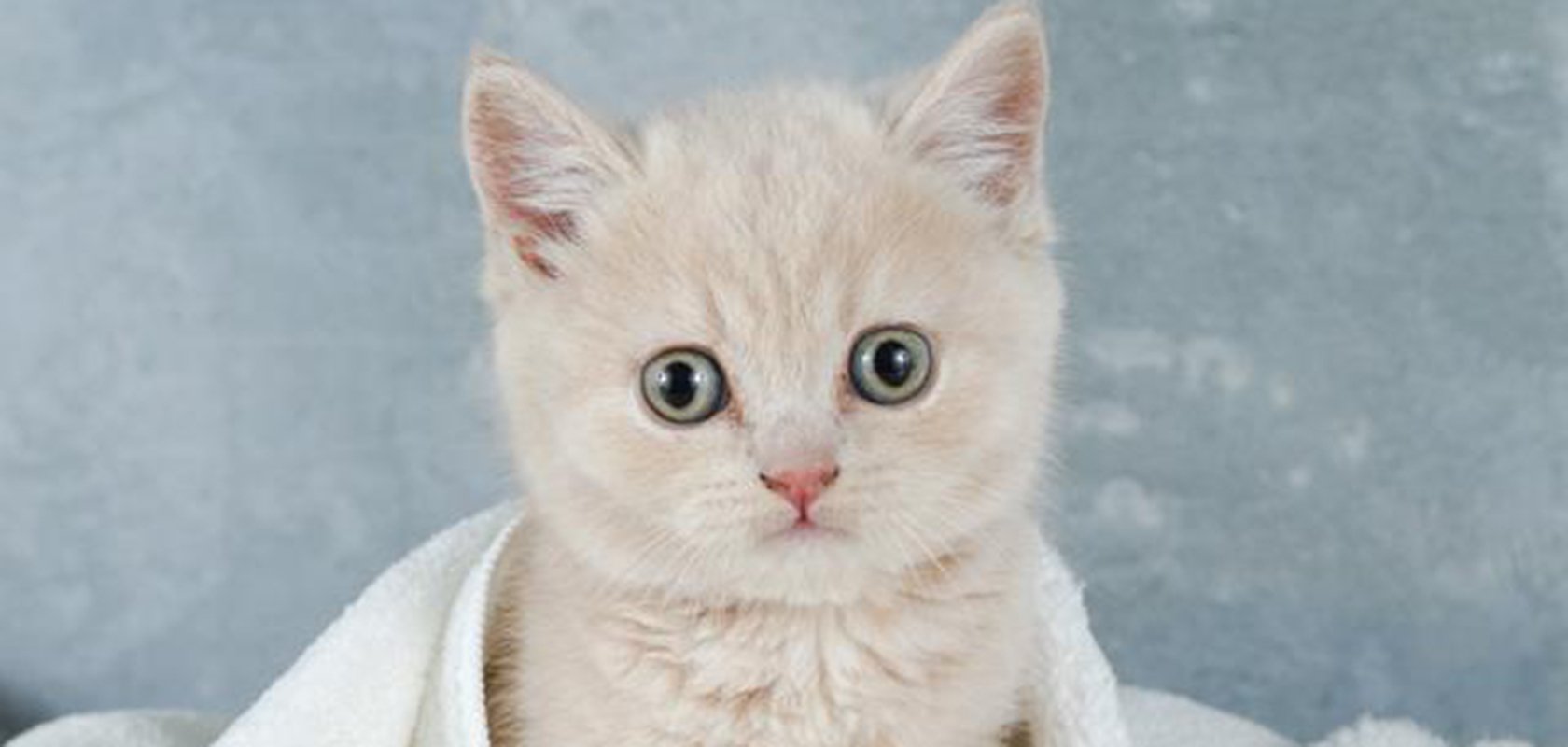 ブリティッシュショートヘアの性格とは 特徴や人気の毛色、飼いやすさなどを紹介｜猫図鑑｜ペッツファースト公式サイト