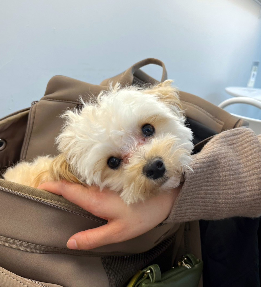 マルプーの成犬