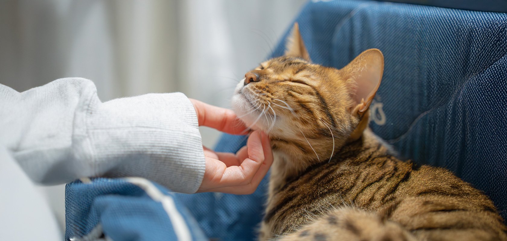 飼いやすいネコちゃんを見極めるポイント