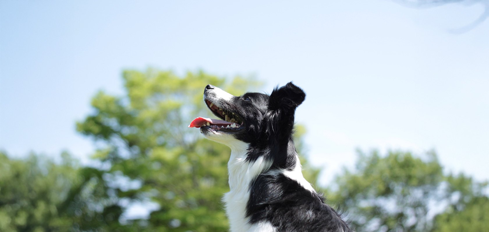 賢い犬種9選