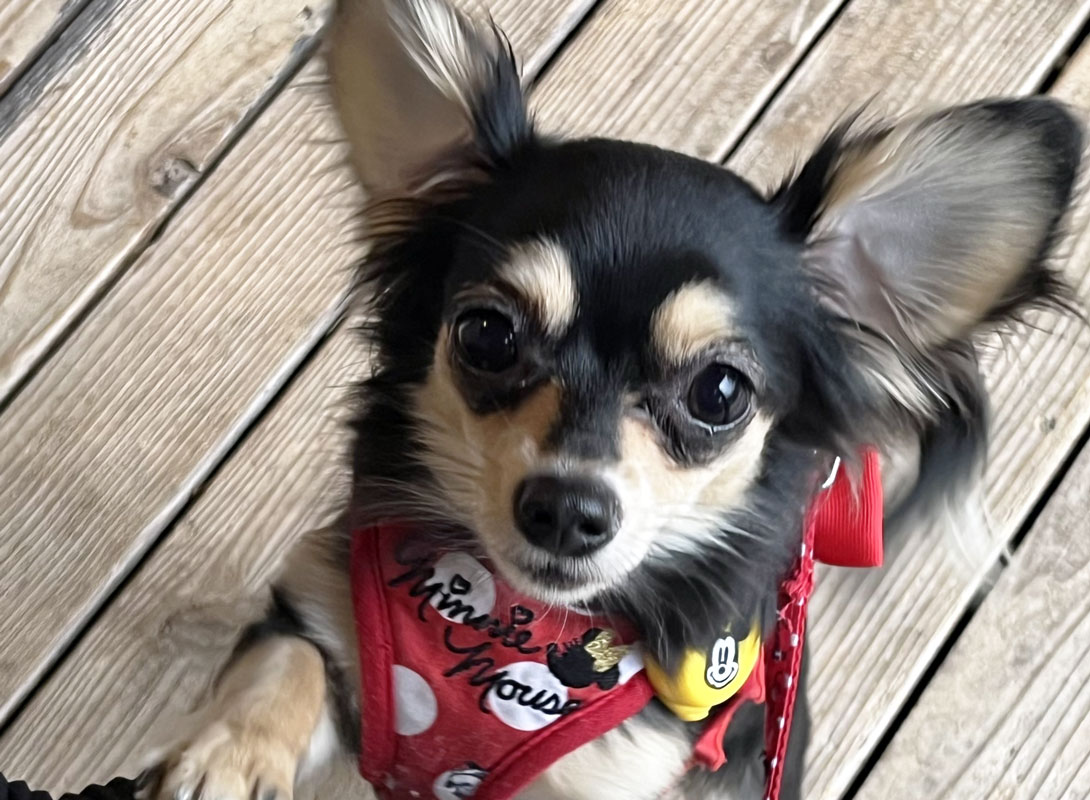 チワックスの成犬