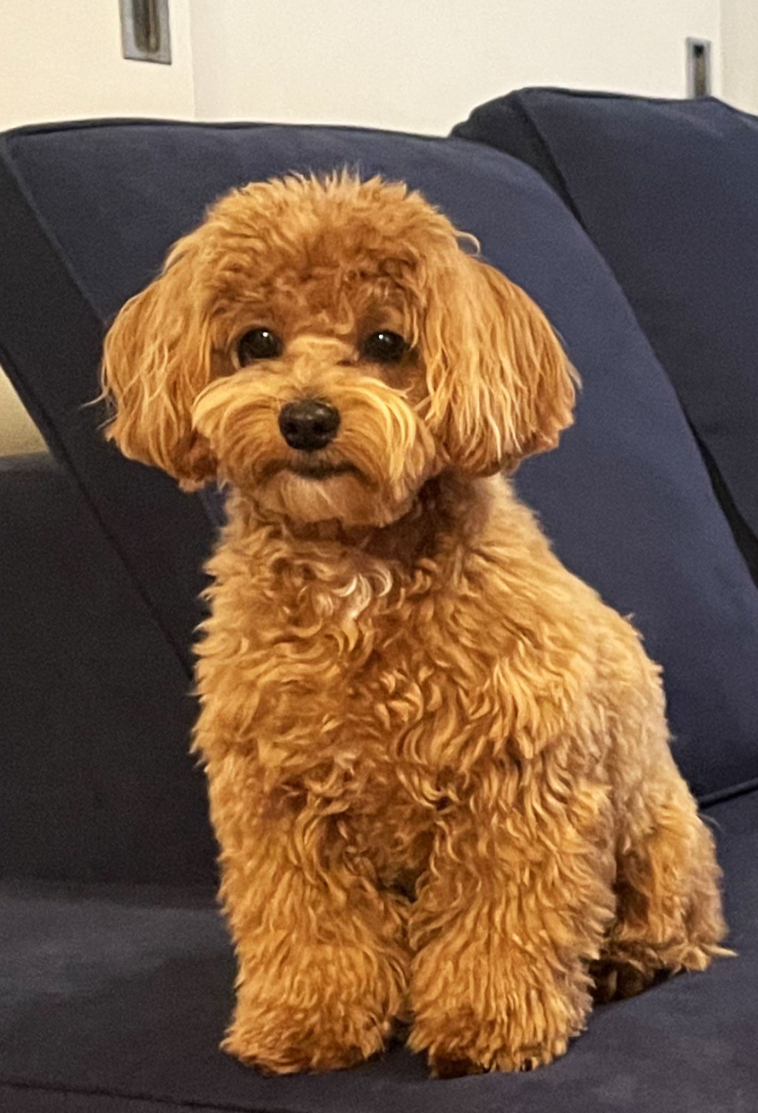 マルプーの成犬
