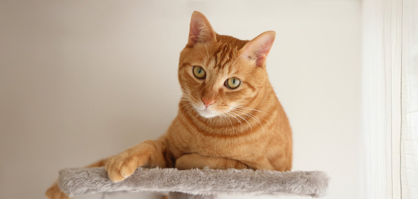 ネコちゃんを飼うときの注意点