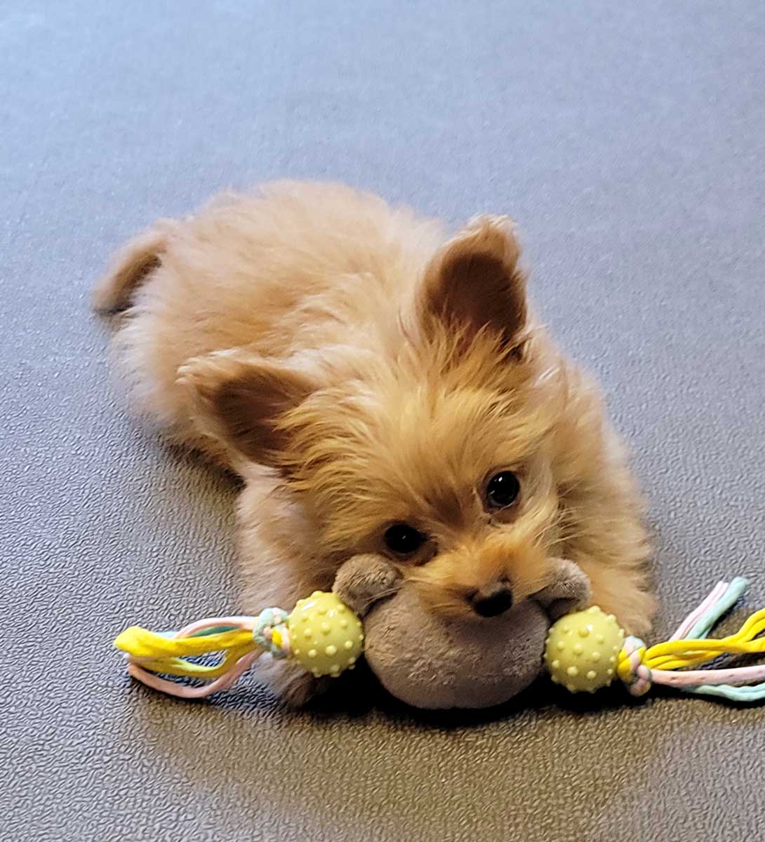 チワプーの成犬