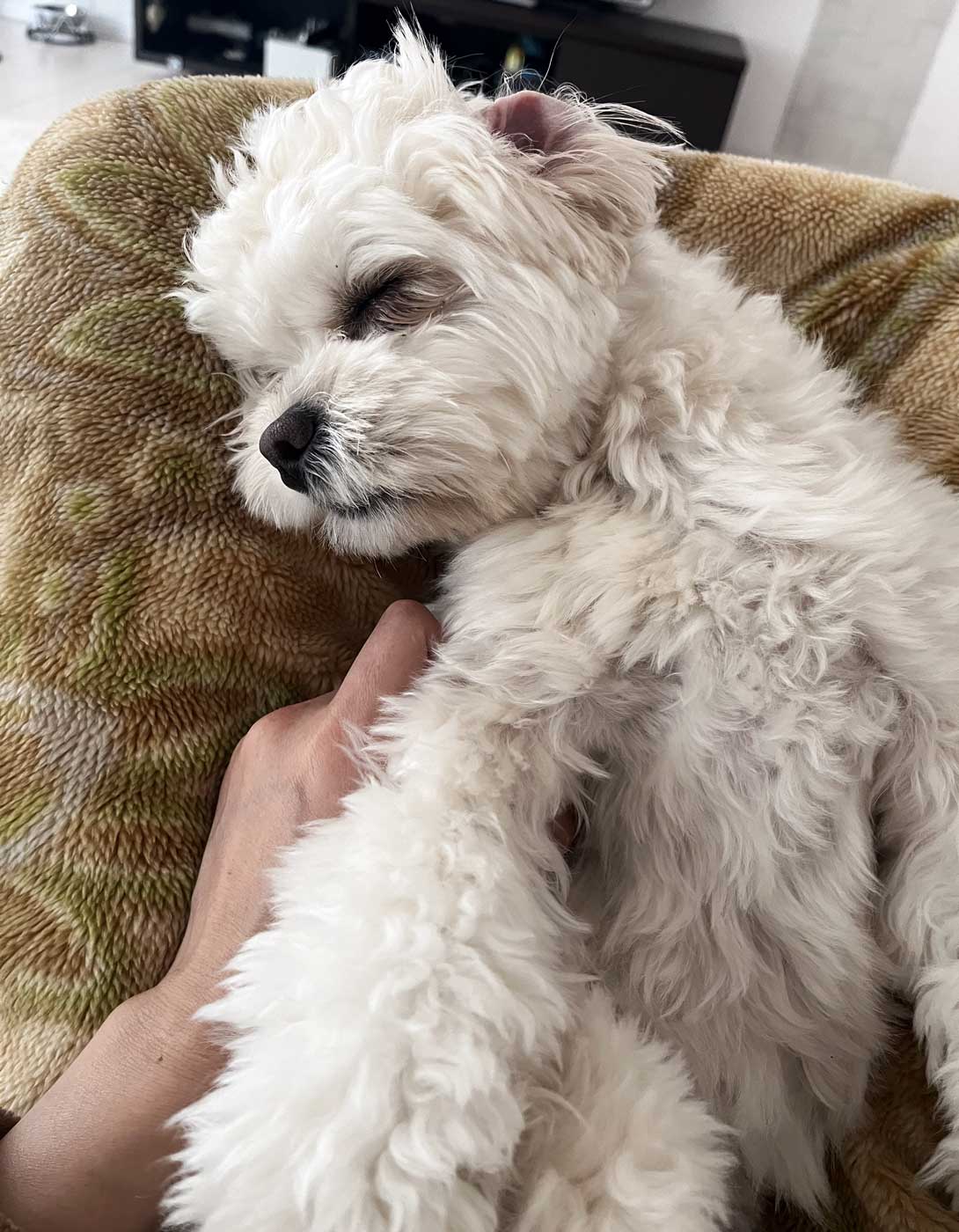 ペキプーの成犬