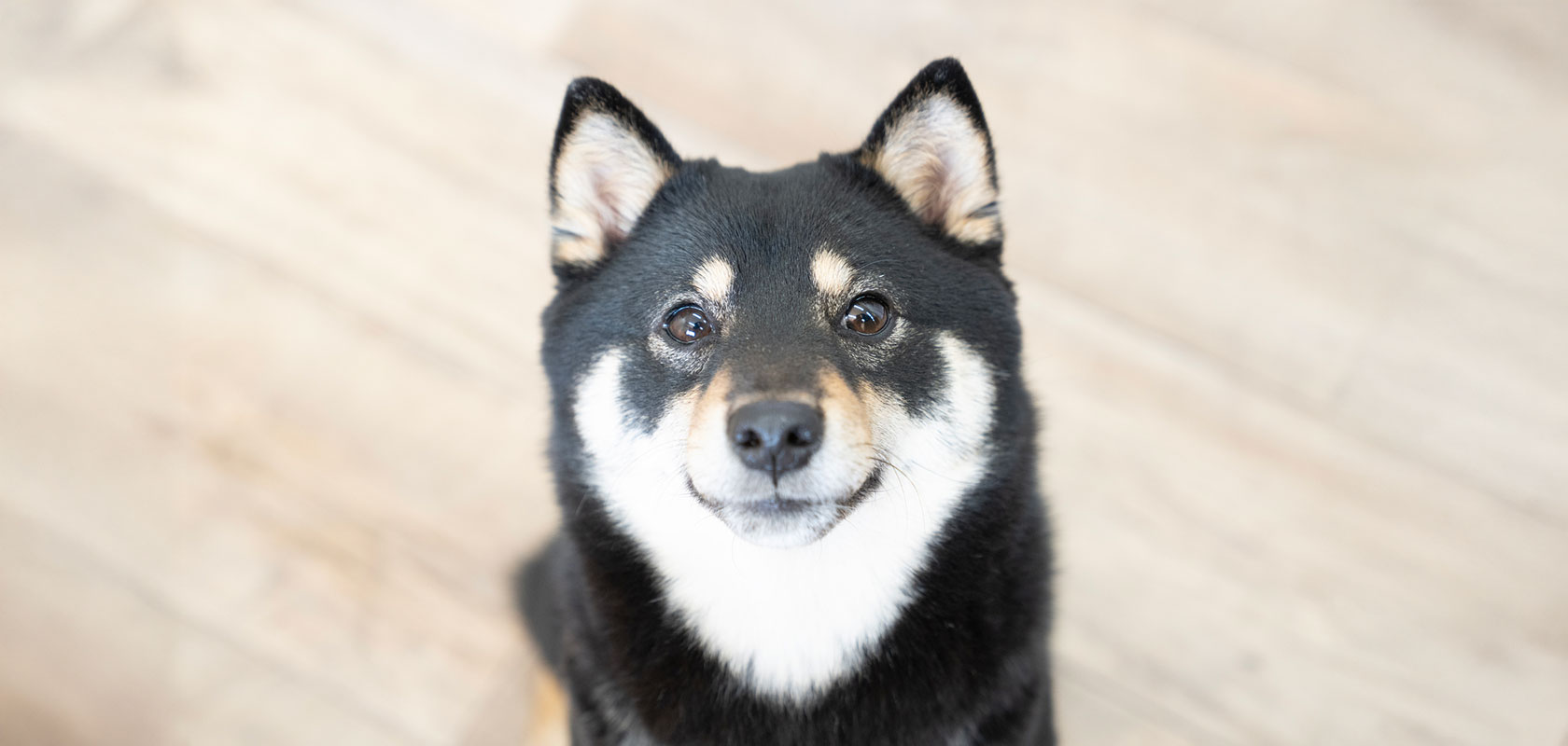 愛犬を飼う覚悟と責任とは