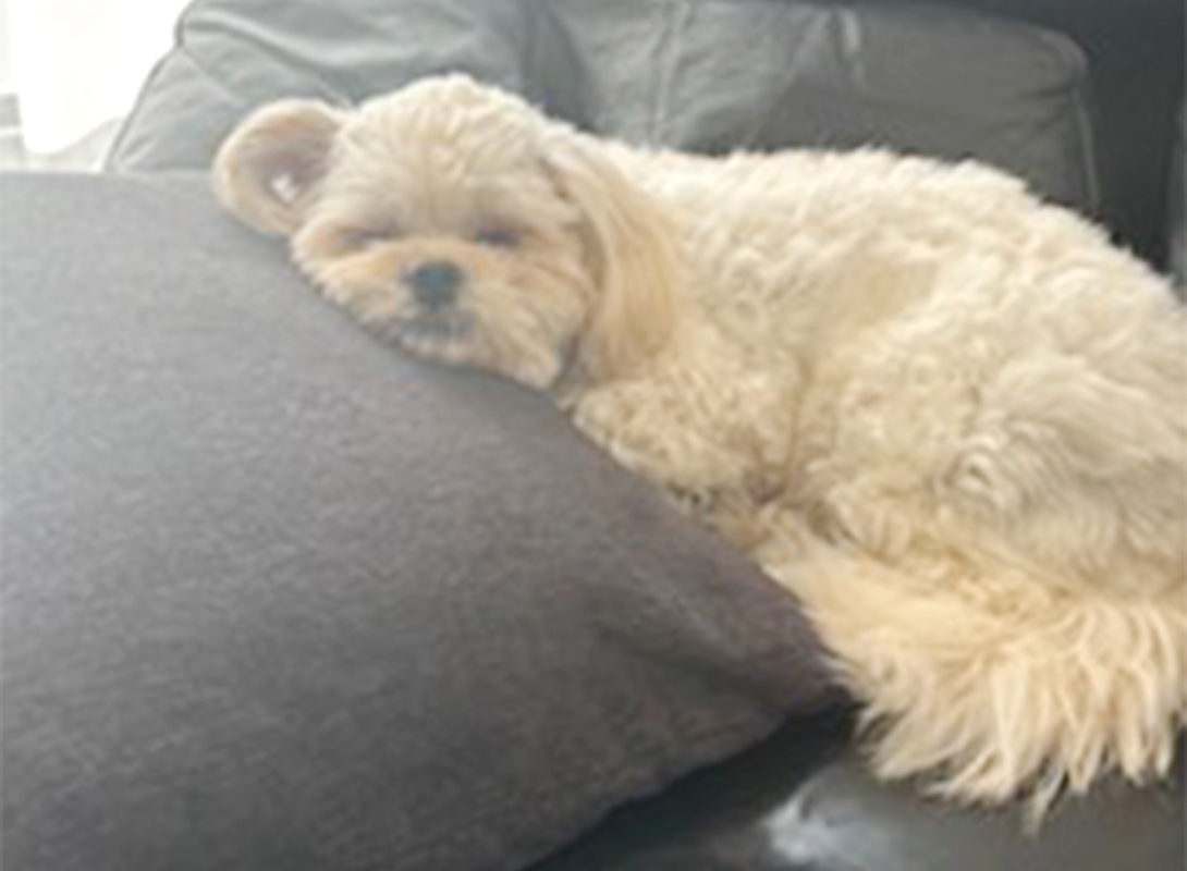 ペキプーの成犬